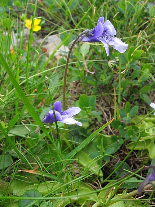 Pinguicula vulgaris